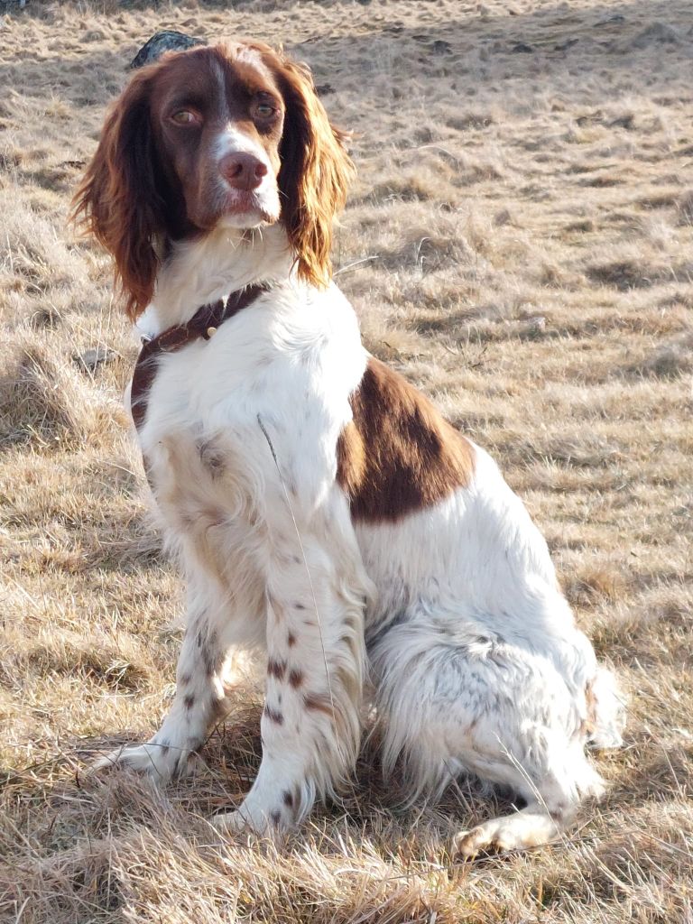 Stella du bois de rochefleurs