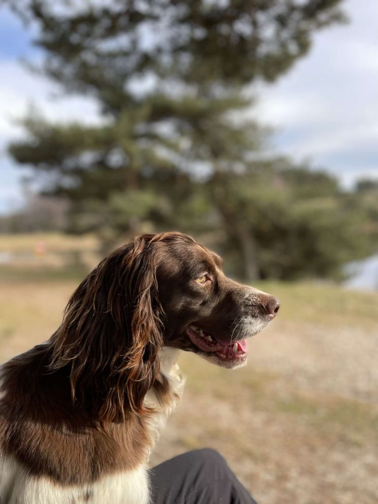 Salsa du bois de rochefleurs